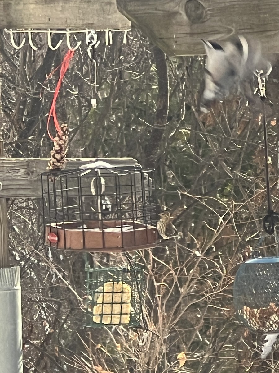 Pine Siskin - ML646378557