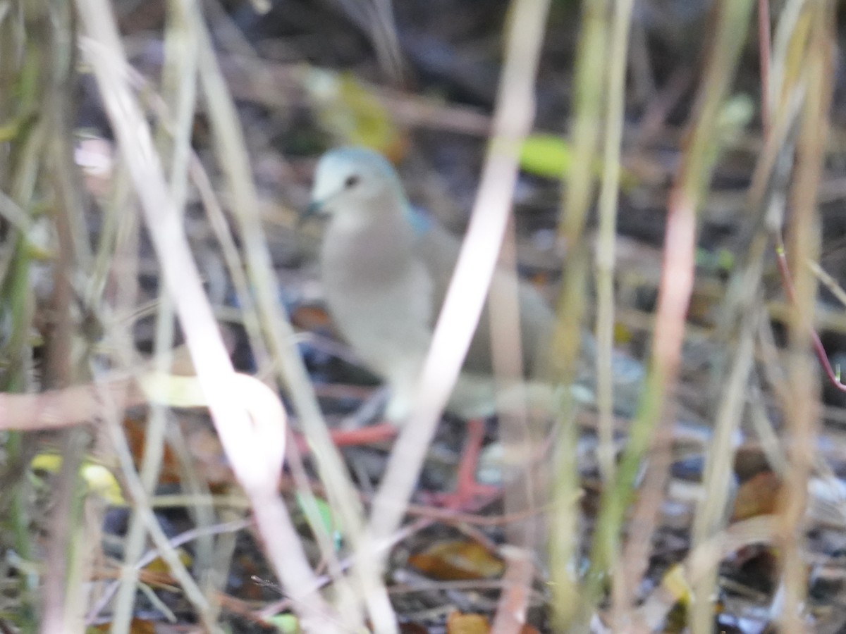 Caribbean Dove - ML646378559