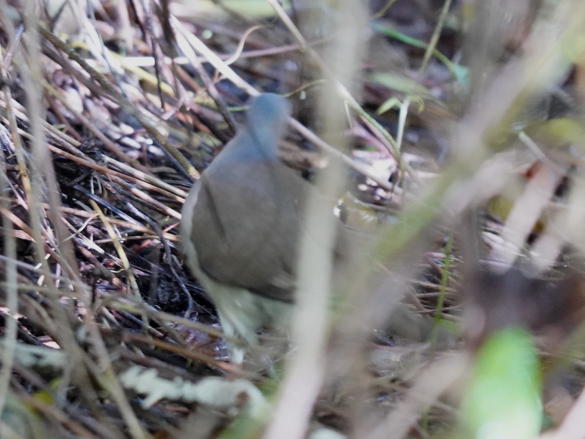 Caribbean Dove - ML646378560