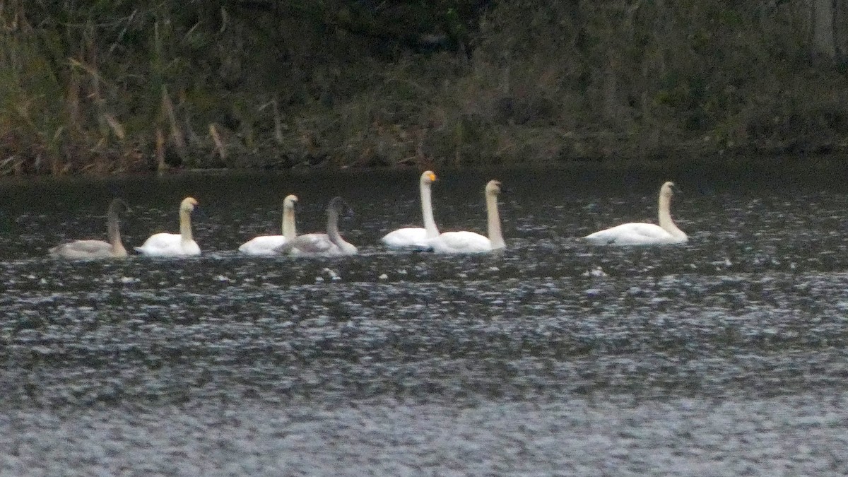 Whooper Swan - ML646378561