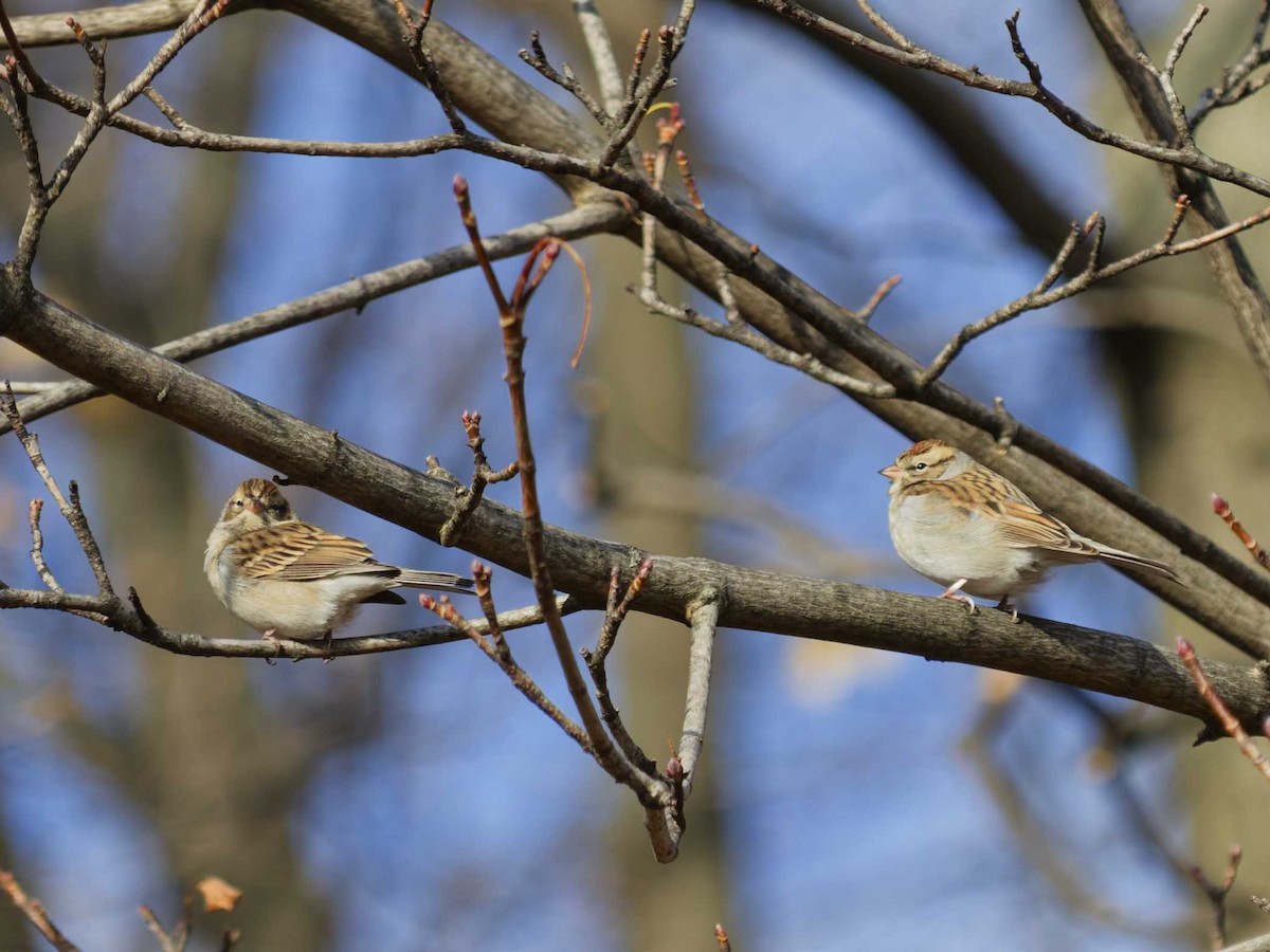Chipping Sparrow - ML646378563