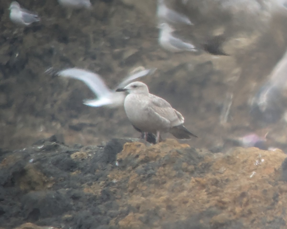 gull sp. - ML646378566