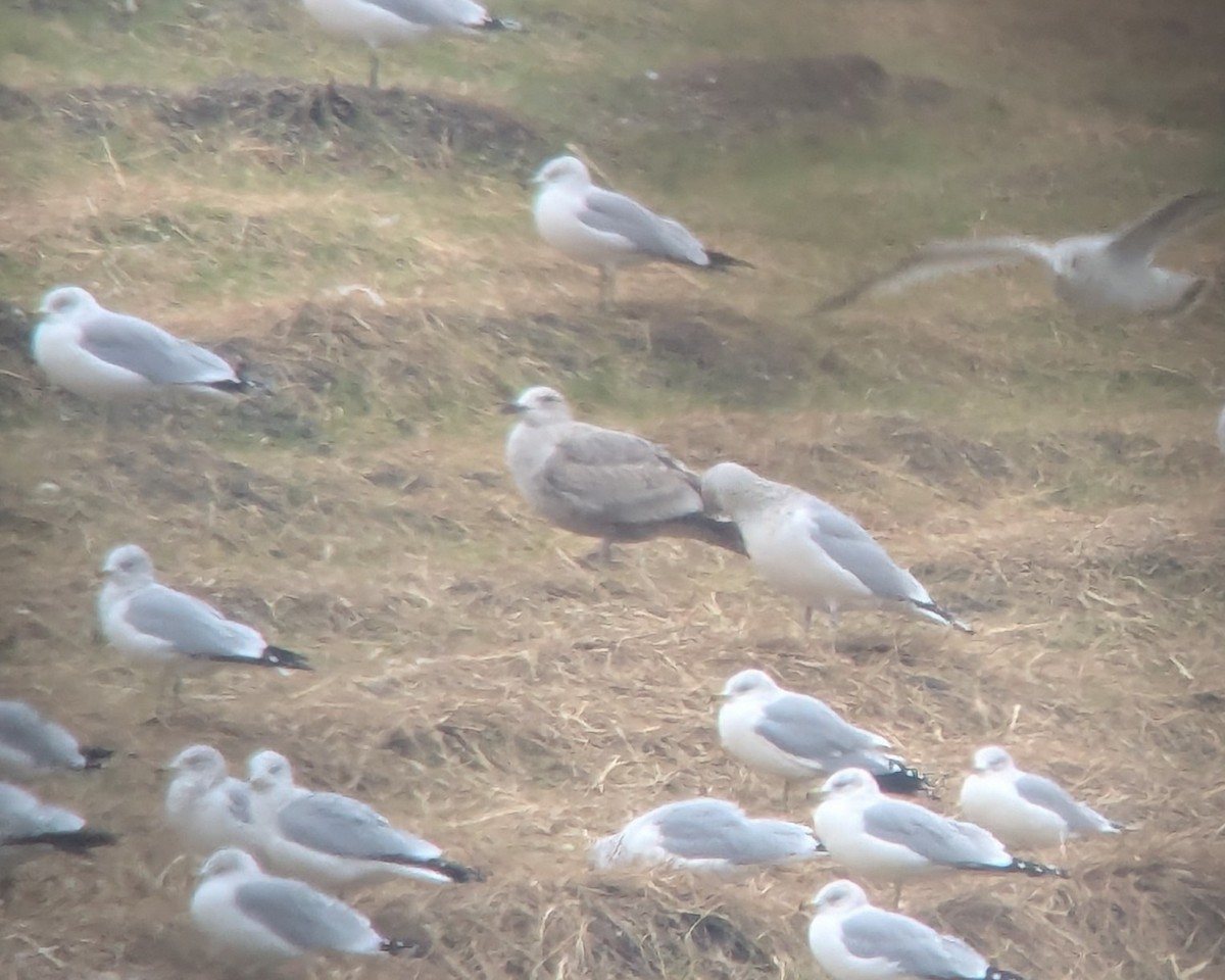 gull sp. - ML646378567