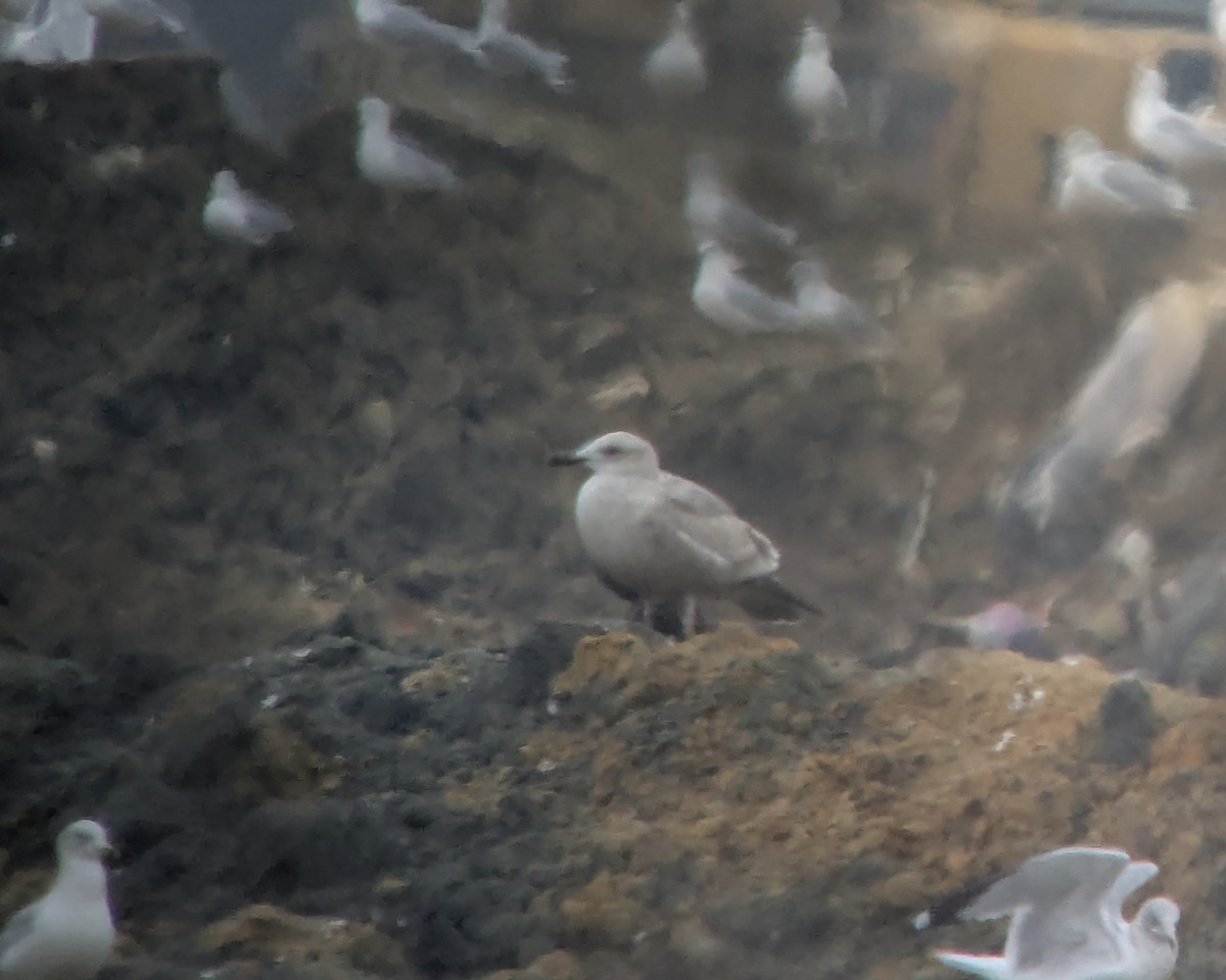 gull sp. - ML646378568