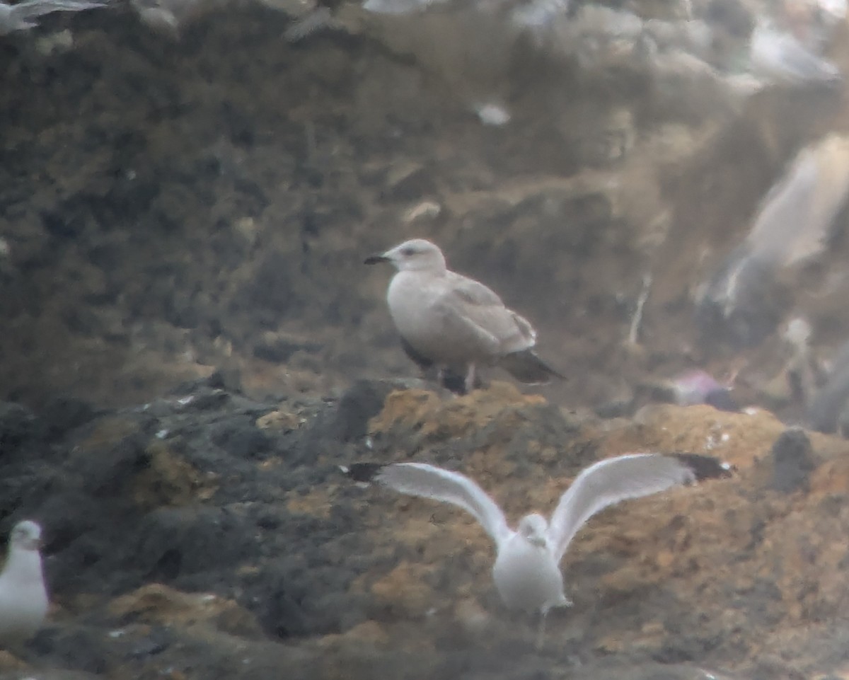 gull sp. - ML646378569