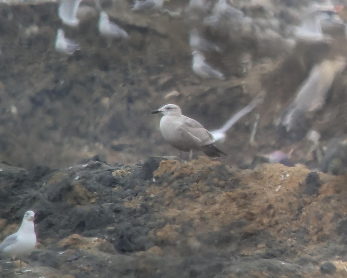 gull sp. - ML646378570