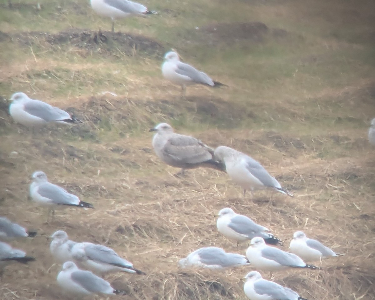 gull sp. - ML646378571