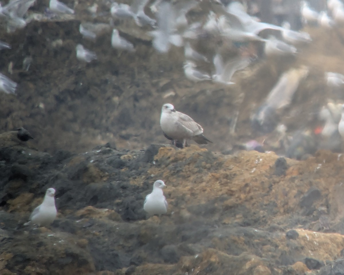 gull sp. - ML646378572