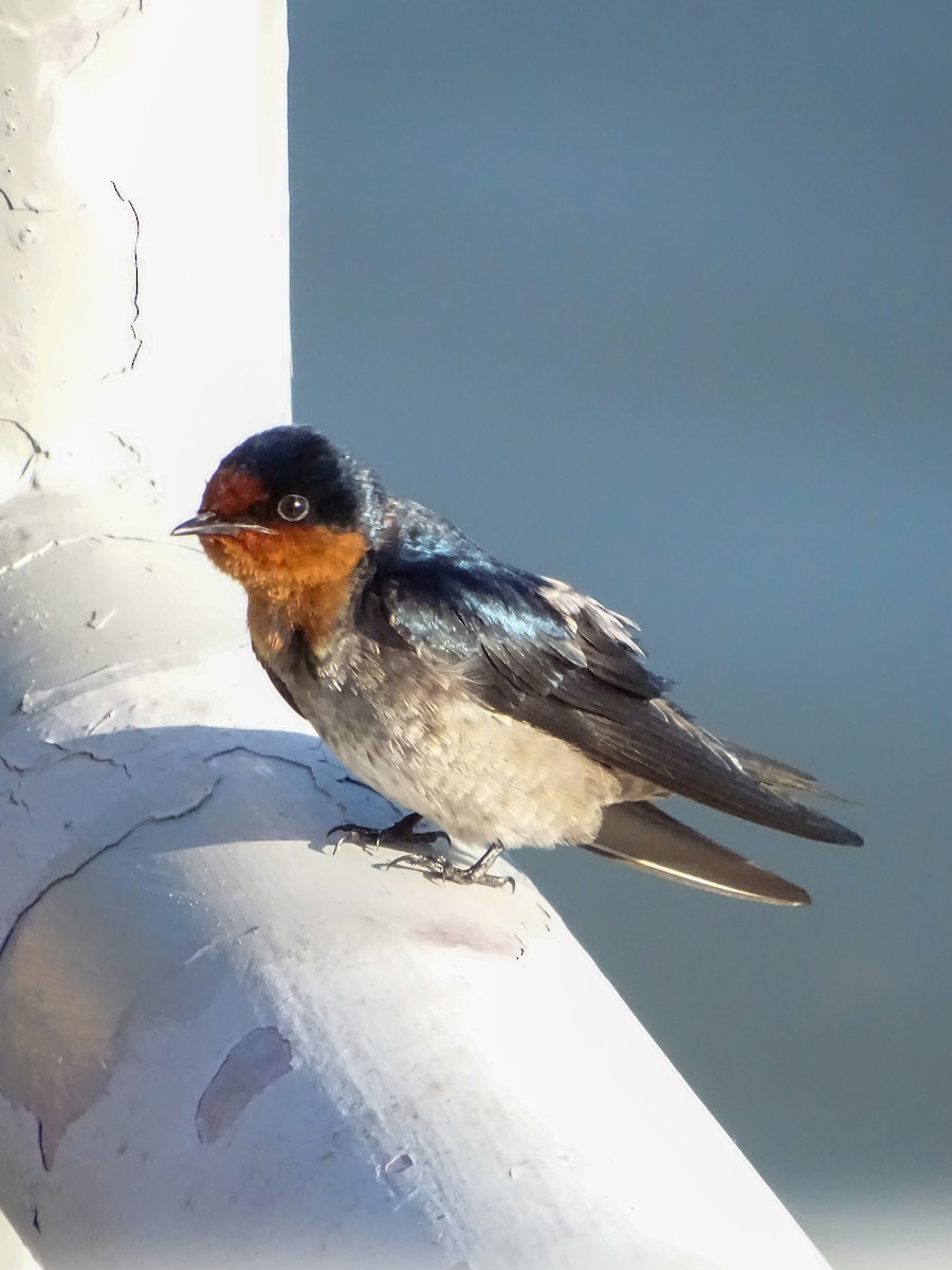 Pacific Swallow - ML646378576
