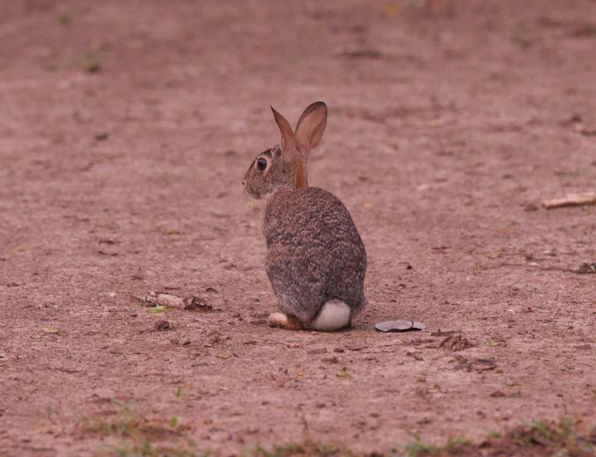 Desert Cottontail - ML646378595