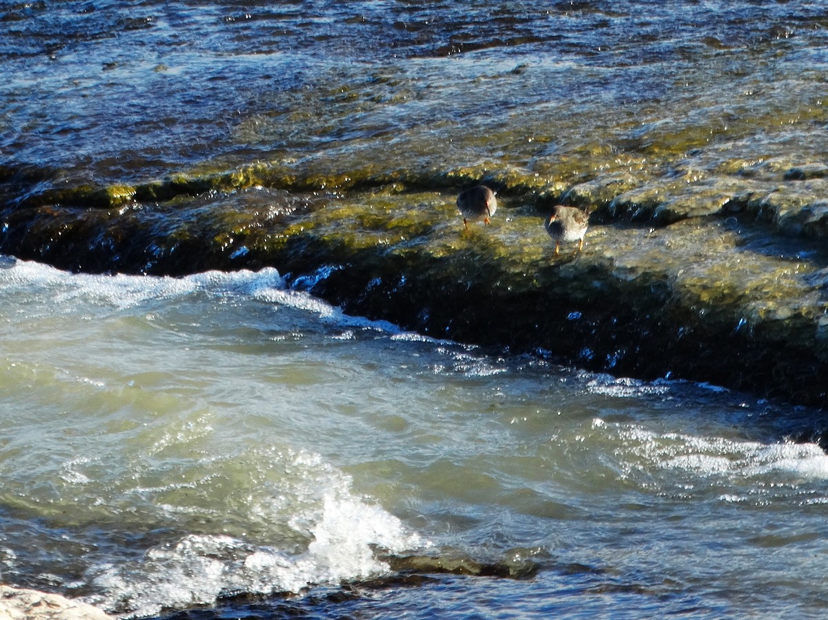 Purple Sandpiper - ML646378600