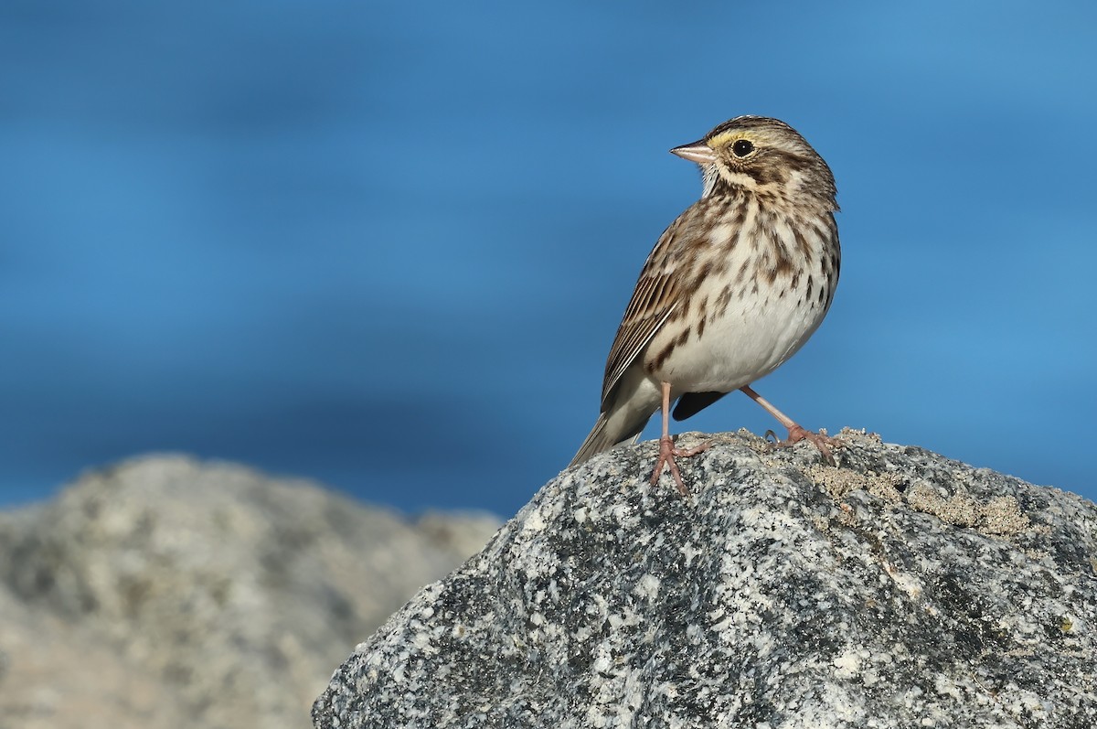 Savannah Sparrow - ML646378603