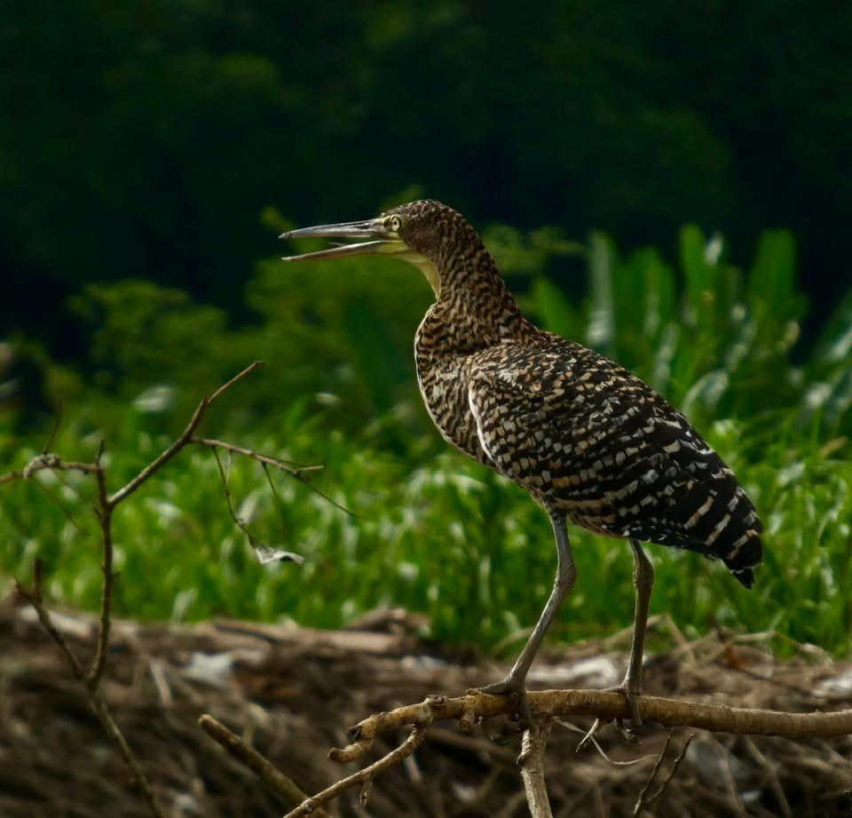 Bare-throated Tiger-Heron - ML646378605