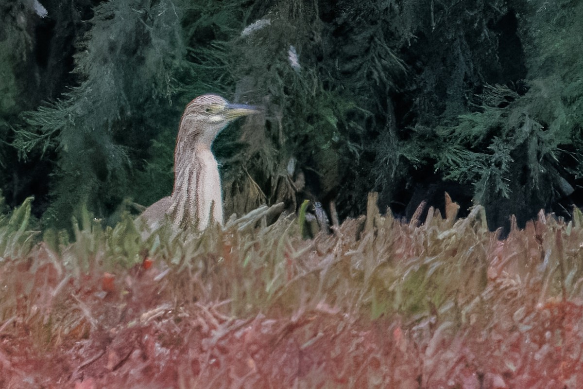 אנפית סוף - ML646378610