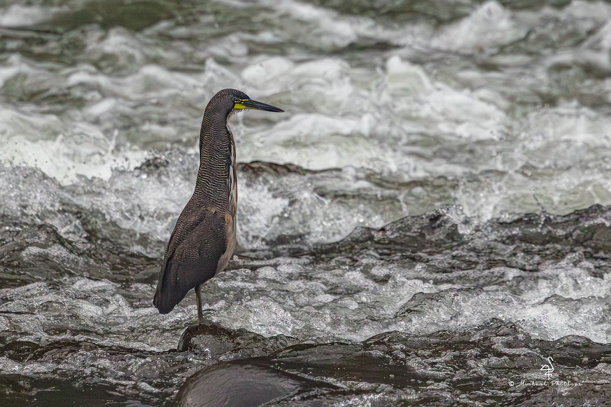 Bare-throated Tiger-Heron - ML646378611