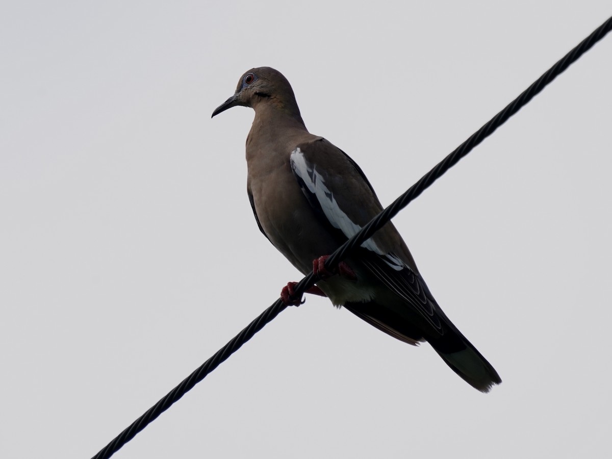 White-winged Dove - ML646378612