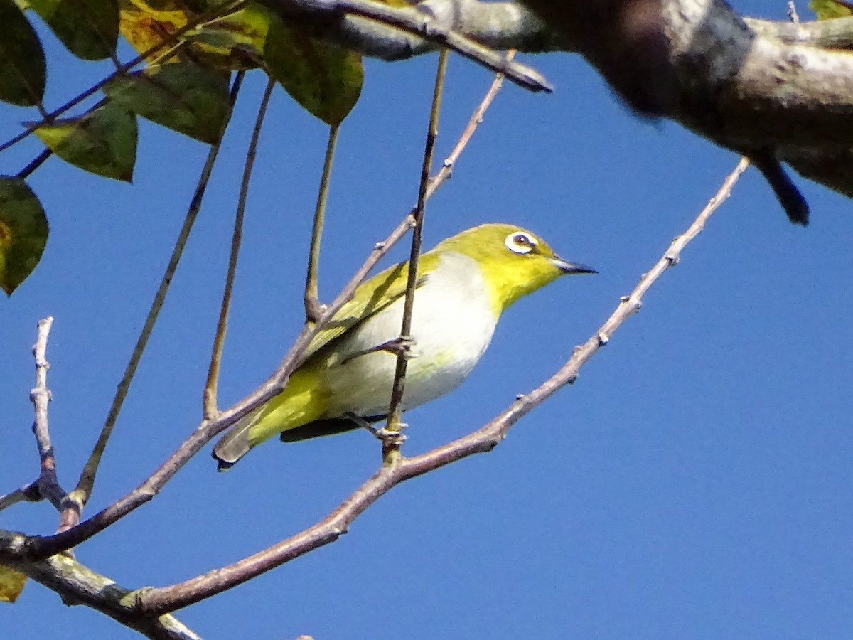 Swinhoe's White-eye - ML646378613