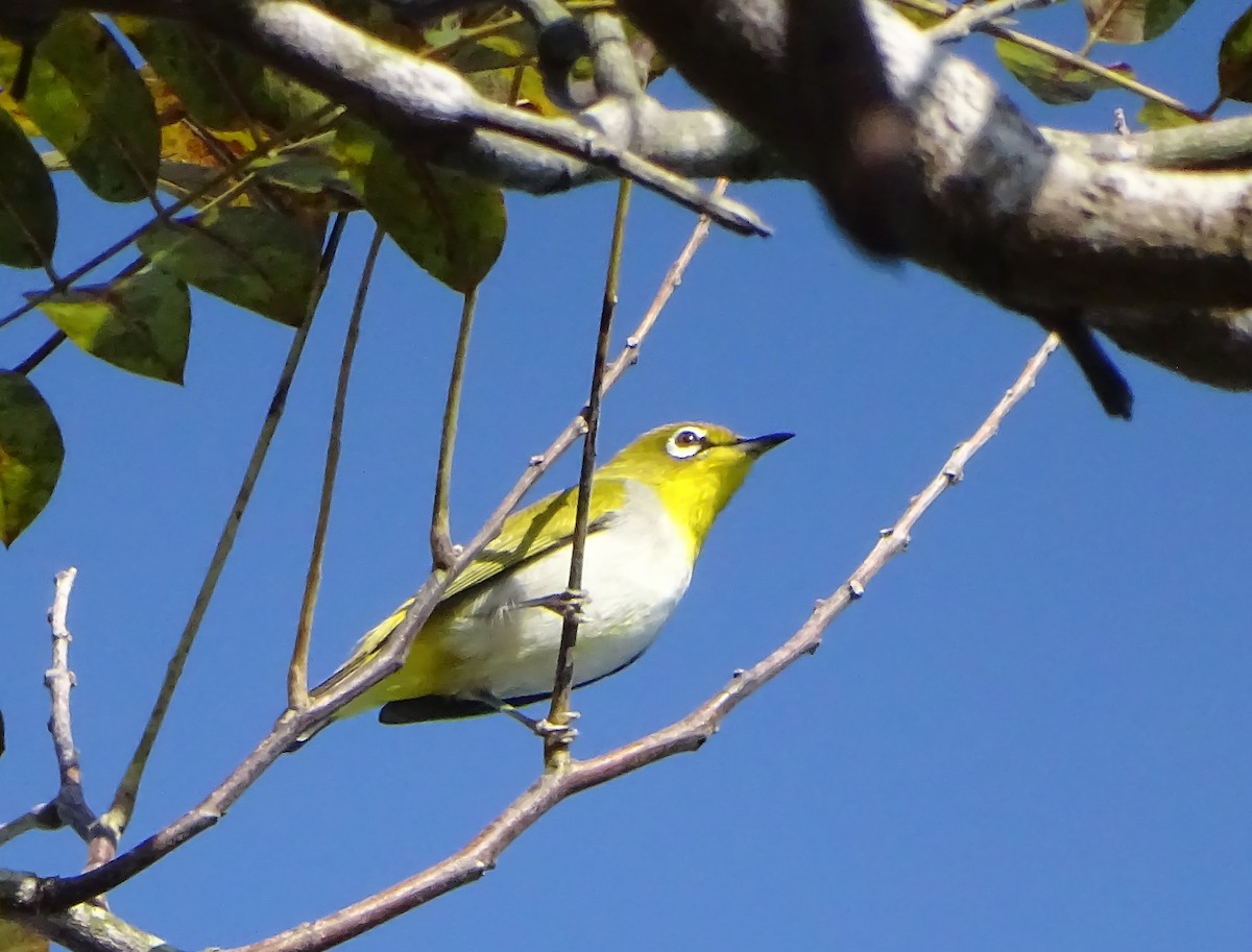 Swinhoe's White-eye - ML646378614