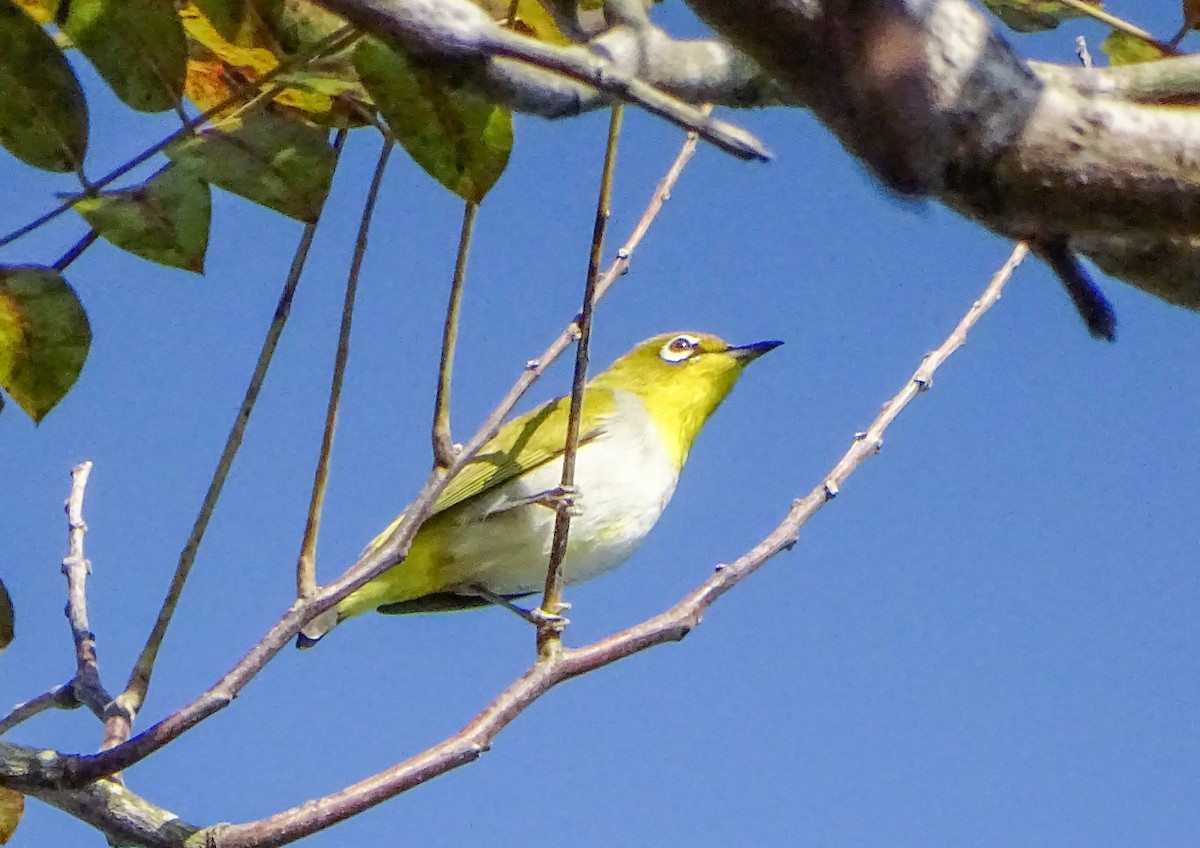 Swinhoe's White-eye - ML646378615