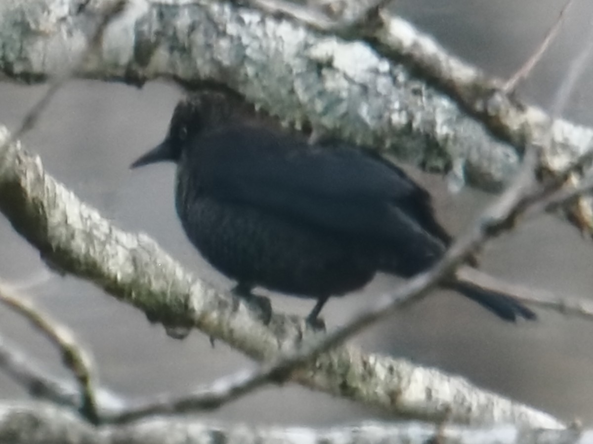 Rusty Blackbird - ML646378616