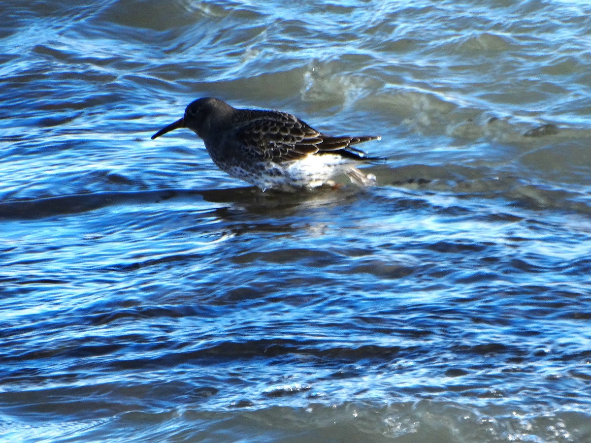 Purple Sandpiper - ML646378618