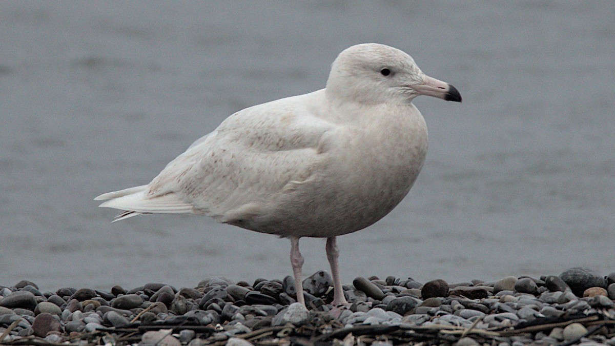 Glaucous Gull - ML646378619