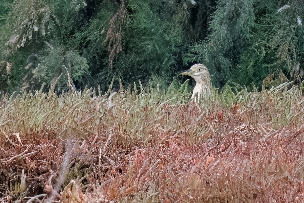 אנפית סוף - ML646378620