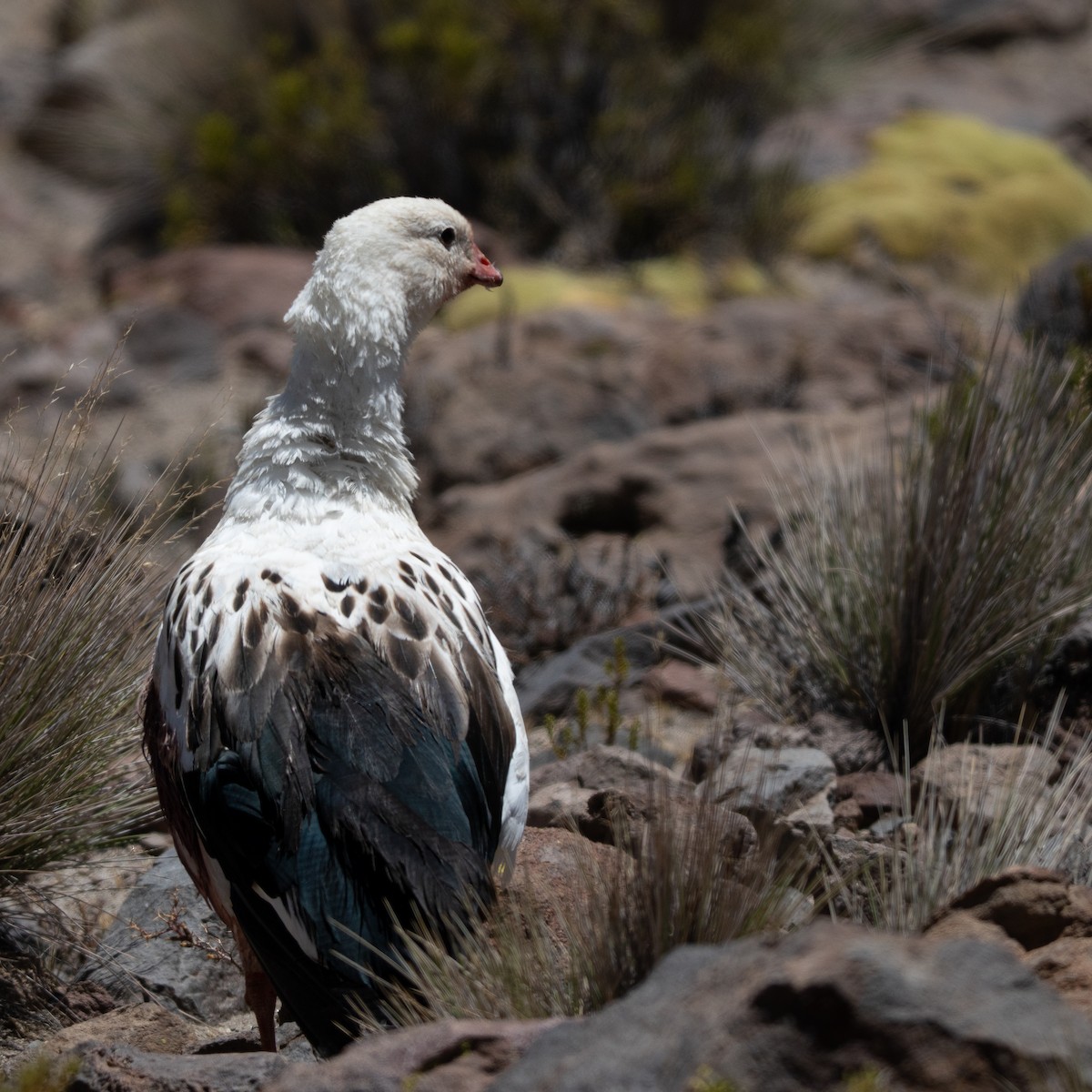 Andean Goose - ML646378621