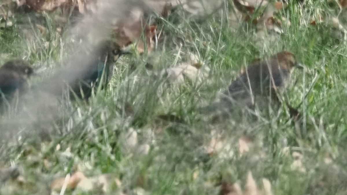 Rusty Blackbird - ML646378622