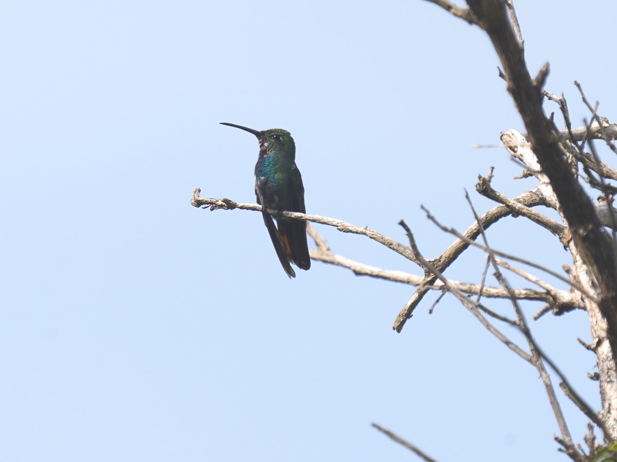 Green-breasted Mango - ML646378623