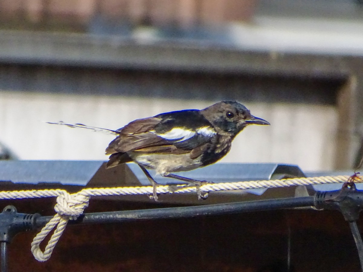 Oriental Magpie-Robin - ML646378624