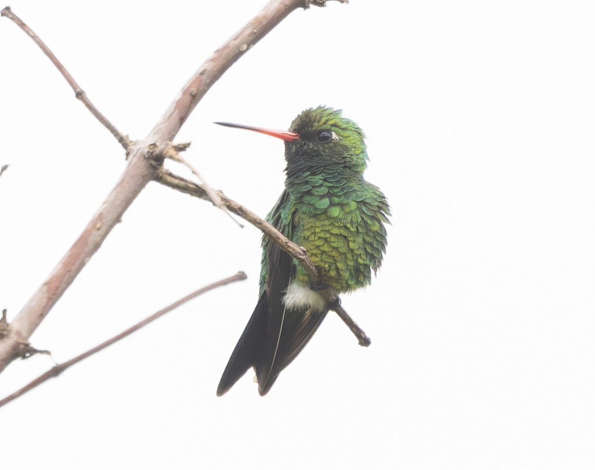 Glittering-bellied Emerald - ML646378626