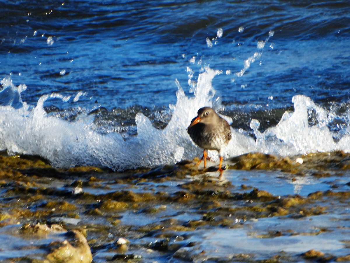 Purple Sandpiper - ML646378630