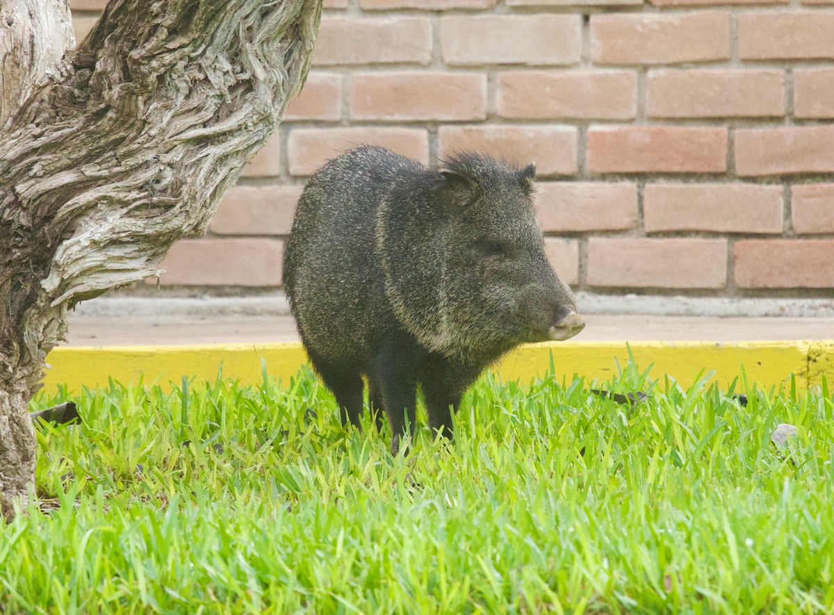 Collared Peccary - ML646378631