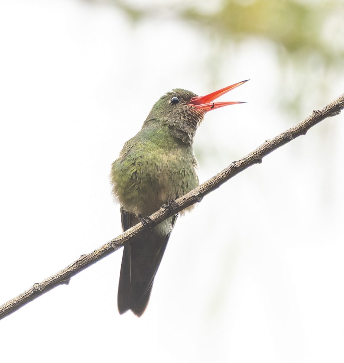 Gilded Hummingbird - ML646378632