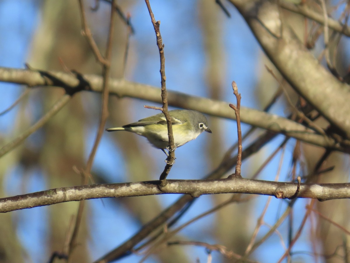 Graukopfvireo - ML646378633