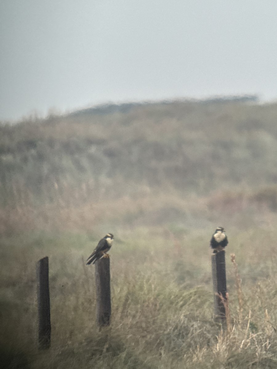 Aplomado Falcon - ML646378634