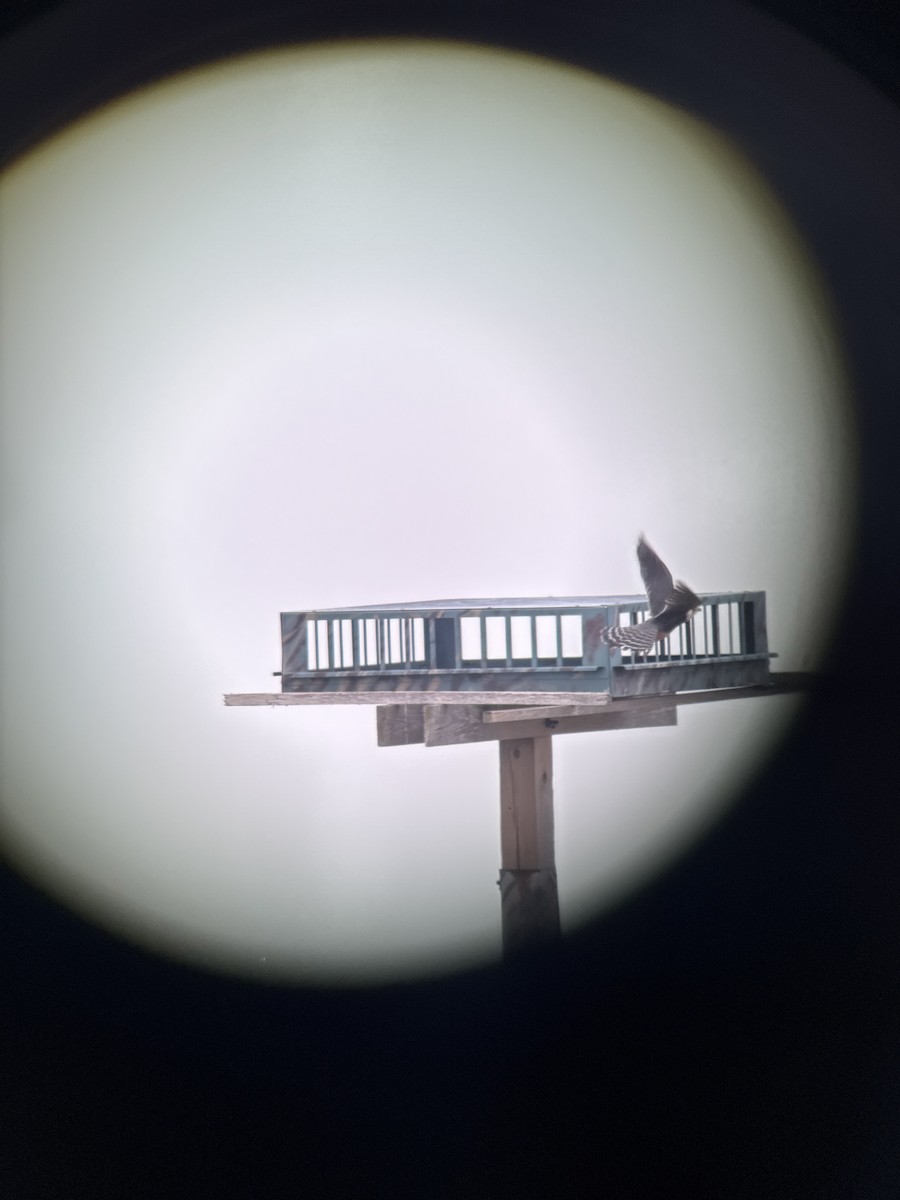 Aplomado Falcon - ML646378635