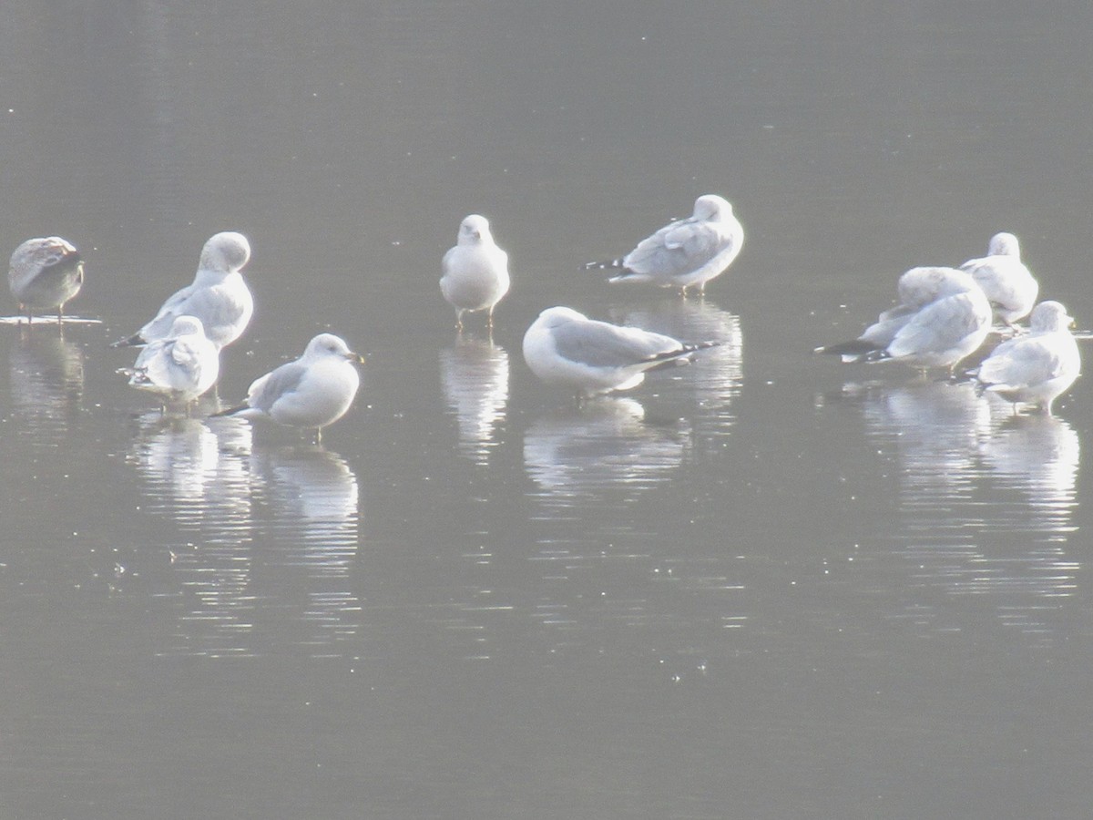 Ring-billed Gull - ML646378644