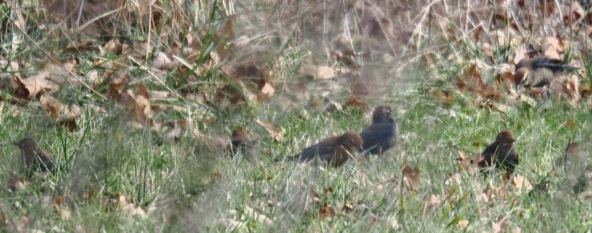 Rusty Blackbird - ML646378645