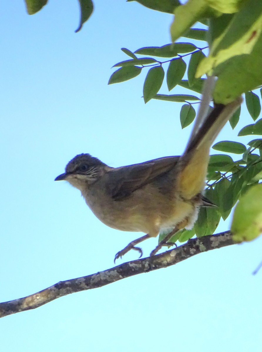 Streak-eared Bulbul - ML646378646