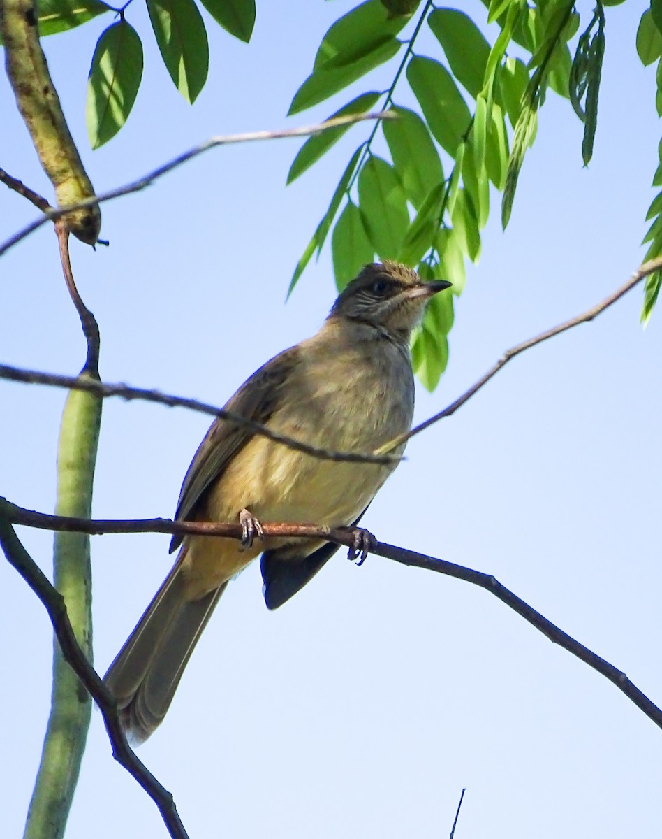 Streak-eared Bulbul - ML646378647