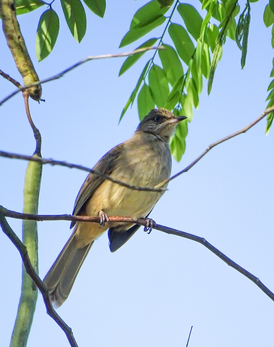 Streak-eared Bulbul - ML646378648