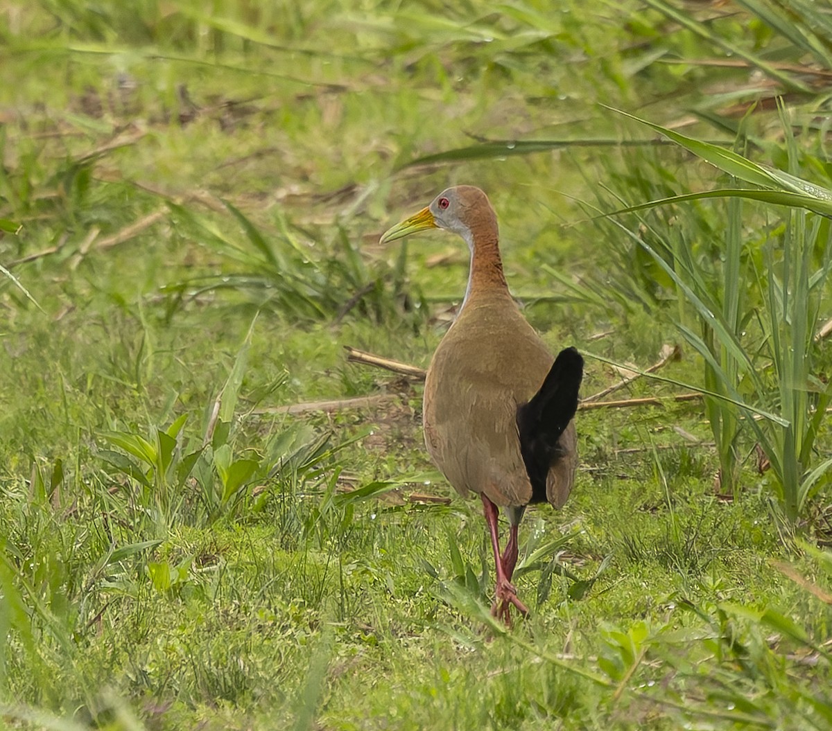 Giant Wood-Rail - ML646378649