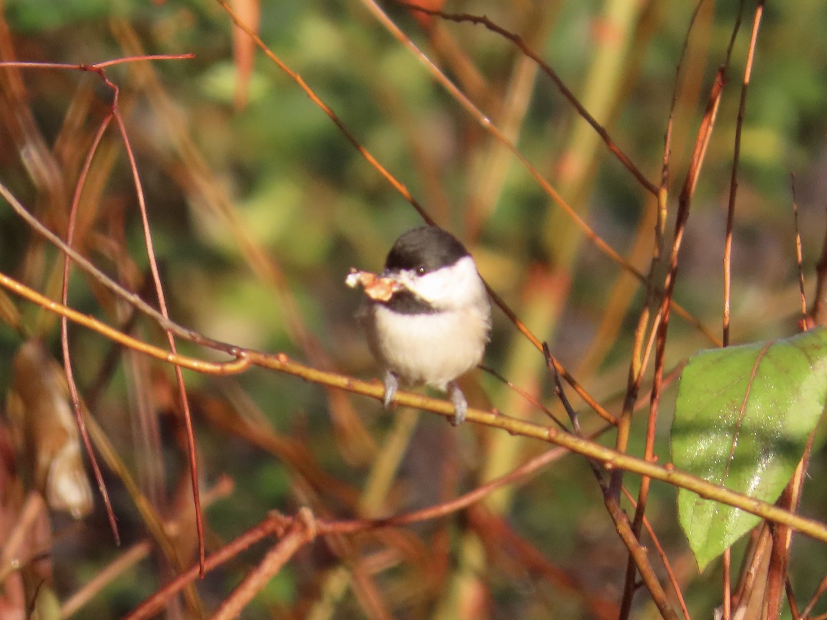 Carolina Chickadee - ML646378651