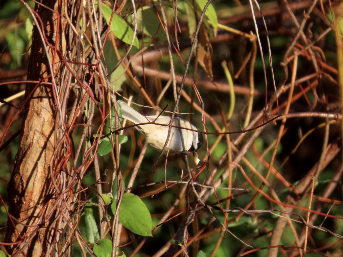 Carolina Chickadee - ML646378652