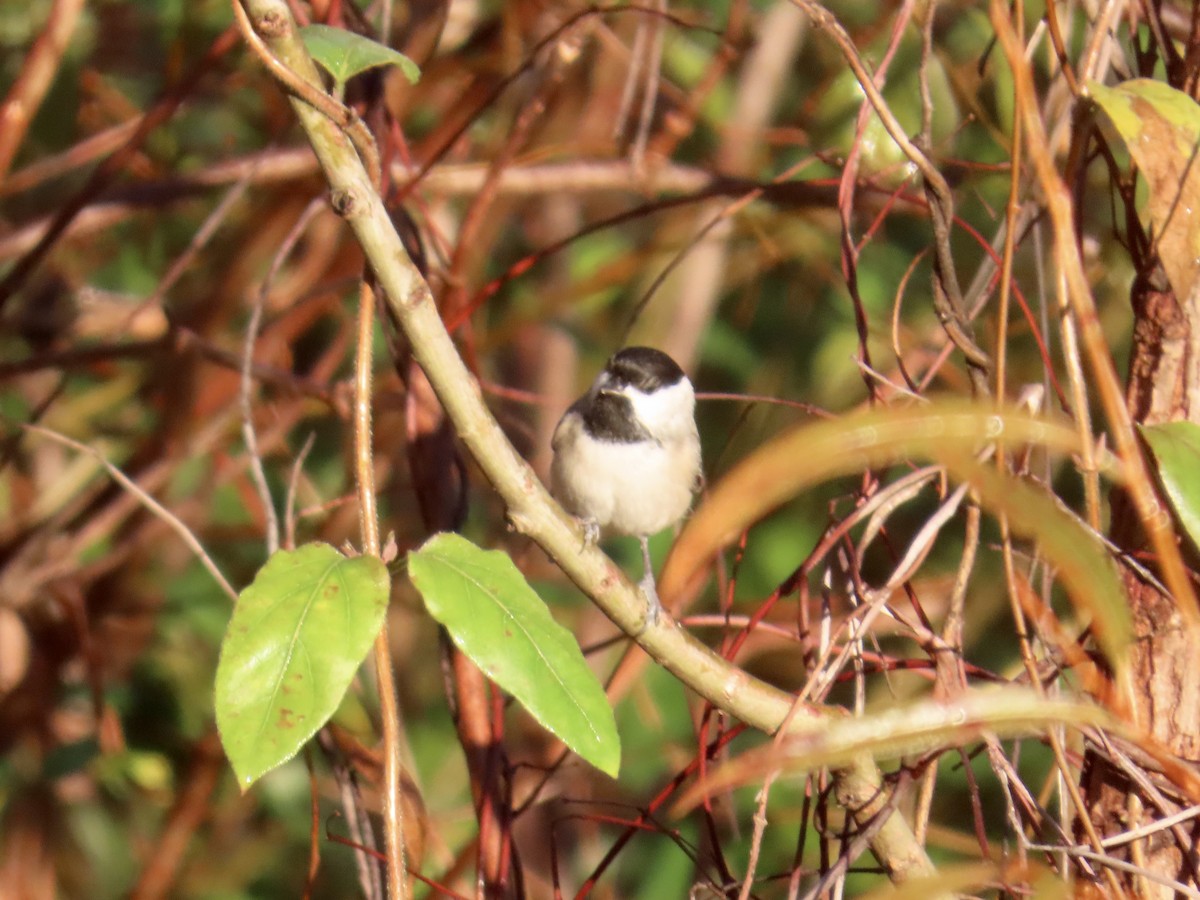 Carolina Chickadee - ML646378653
