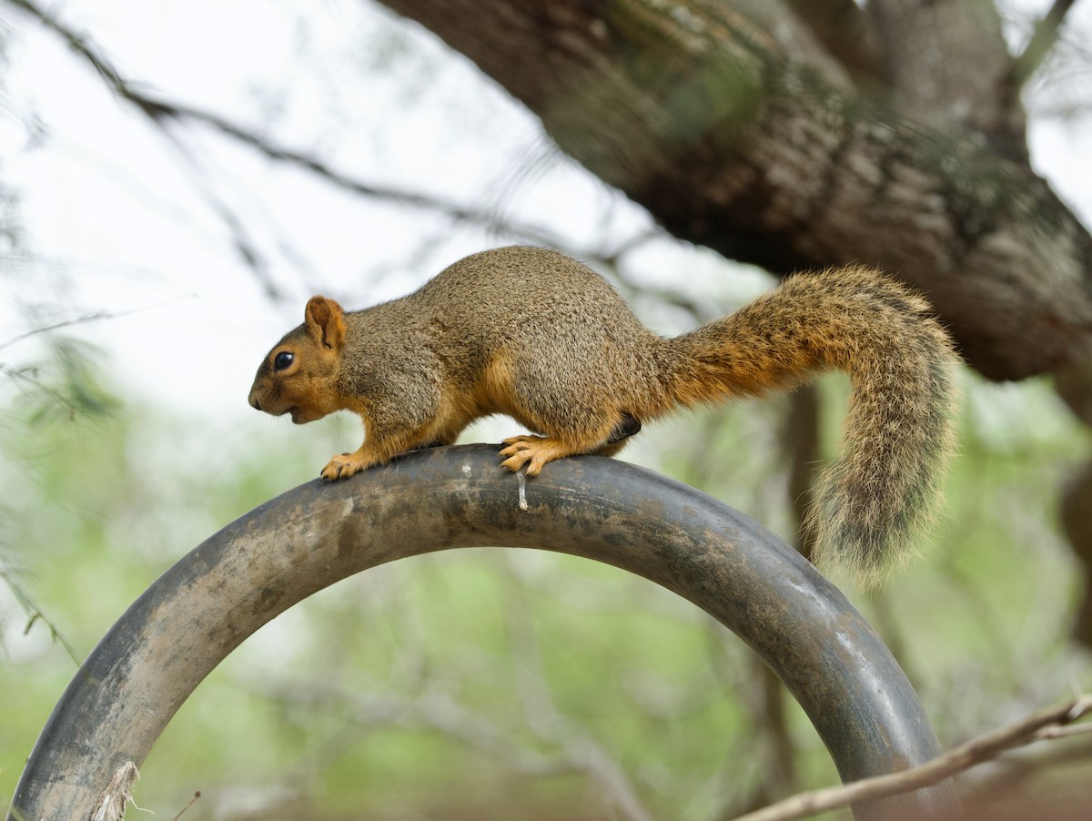 Eastern Fox Squirrel - ML646378656