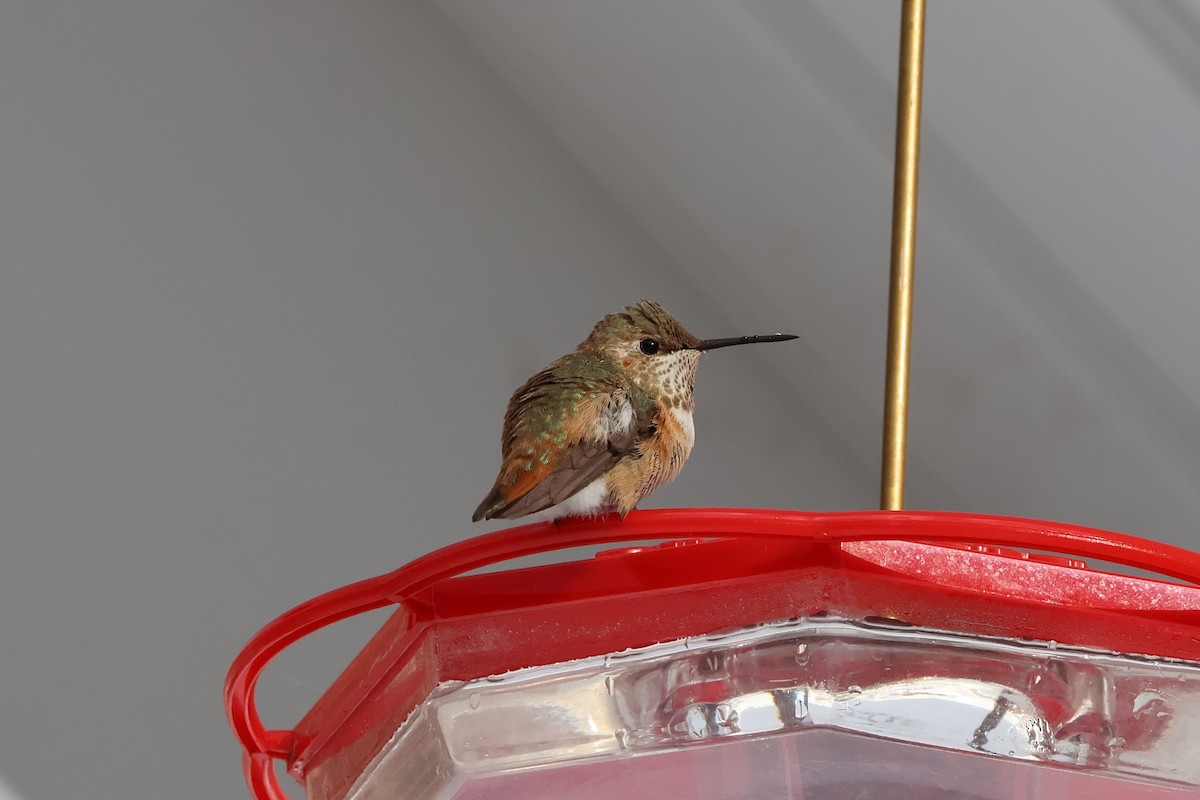 Rufous Hummingbird - ML646378658