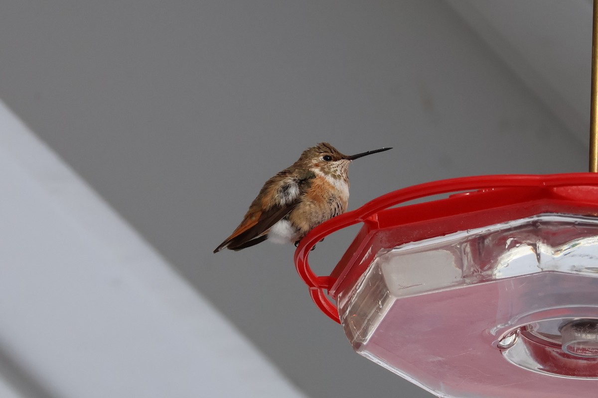 Rufous Hummingbird - ML646378659